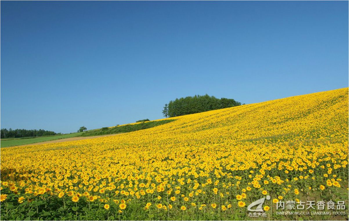 葵花基地